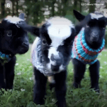 Aww Cute GIF - Aww Cute Baby Goats GIFs