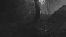 dark woods scared woods forest night dark woods scared woods forest night