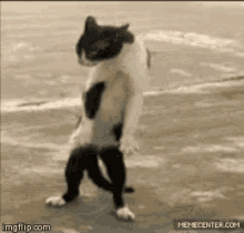 Dancing Cat GIF - Dancing Cat Move GIFs