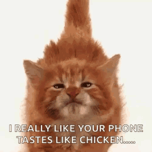 Kitty Lick GIF - Kitty Lick I Like Your Phone GIFs
