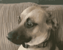 Confused Dog GIF - Confused Dog Who Me GIFs