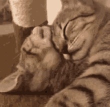Cat Cuddles GIF - Cat Cuddles Cute GIFs