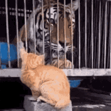 kitten love it awesome tiger