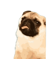 tongue out dazed pug dog cute tongue out dazed pug dog cute