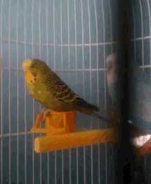 Parrot Dancing GIF - Parrot Dancing Courtship GIFs