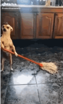 Cleaning Dog GIF - Cleaning Dog Mop GIFs