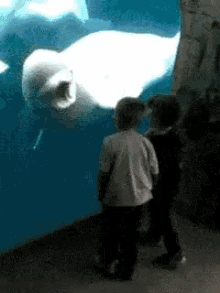 Buluga Whale GIF - Buluga Whale Aquarium GIFs