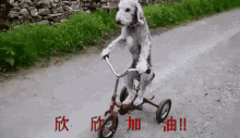 Add Oil Biking GIF - Add Oil Biking Dog GIFs