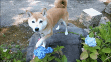 shiba inu dog puppy flowers