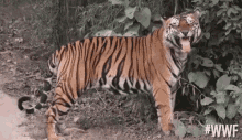 worldwildlifefund wwf grin tiger animals