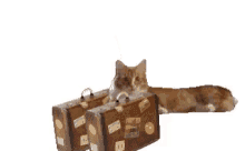 Cat Suitcase GIF - Cat Suitcase Leave GIFs
