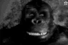 King Kong Monkey Laughing GIF - King Kong Monkey Laughing Monkey Smiling GIFs