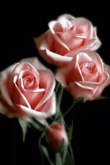Roses Blooming Roses GIF - Roses Blooming Roses Flowers GIFs