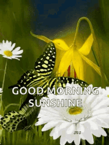 good morning sunshine butterflies flowers