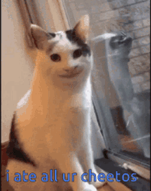 Creepy Cat Memes GIF - Creepy Cat Memes Funny Face GIFs