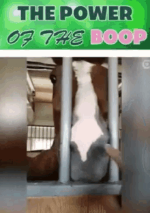 Horse Boop GIF - Horse Boop Tongue GIFs