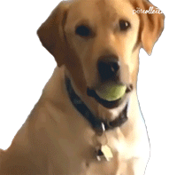 Dog Ball Drop Sticker - Dog Ball Drop Omg Stickers