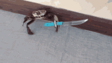Crab Knife GIF - Crab Knife Fight GIFs