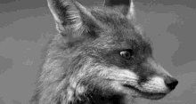 Fox Looking GIF - Fox Looking Foxes GIFs