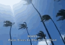 Maui Trade Wind GIF - Maui Palm Tree GIFs