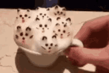 Foam Kitties GIF - Foam Kitties Jiggly GIFs