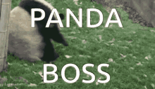 Pandaboss GIF - Pandaboss Boss Panda GIFs