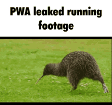 Pwa Pixel Wolf Animation Kiwi Running GIF - Pwa Pixel Wolf Animation Kiwi Running GIFs