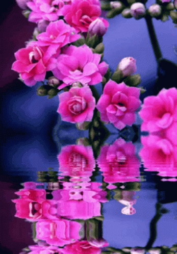 Lily Flower GIF - Lily Flower - Discover & Share GIFs