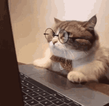 Cat Hissing GIF - Cat Hissing Glasses GIFs