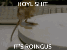 roingus jerboa bingus big floppa jerboas