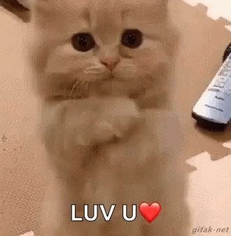 [Image: luv-you-cute-kitten.gif]