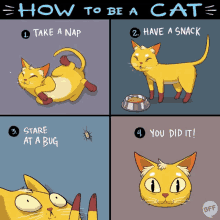 Cat Catlife GIF - Cat Catlife GIFs