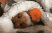 Hamster Eating GIF - Hamster Eating Carrot GIFs