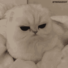 grumpy cat say what trendizisst what cat grumpy cat say what trendizisst what cat