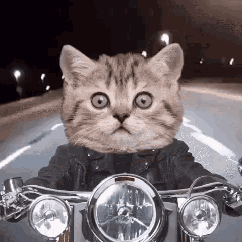 Biker Cat Driving GIF - Biker Cat Cat Driving GIFs