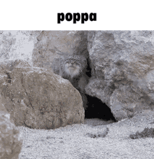 Poppa Floppa GIF - Poppa Floppa Bingushate GIFs