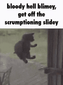 Bloody Hell Cat GIF - Bloody Hell Cat Scrumptioning GIFs