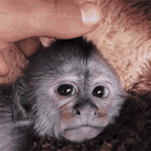 Baby Ape Scratching GIF - Baby Ape Ape Scratching GIFs
