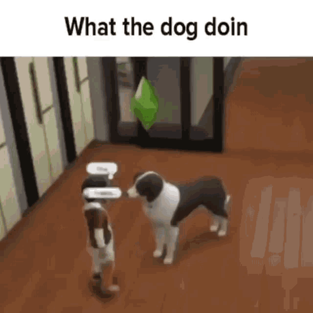 What The Dog Doin GIF - What The Dog Doin - Discover & Share GIFs