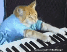 Cats Keyboard GIF - Cats Keyboard Musical Instrument GIFs
