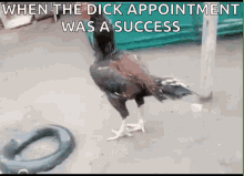 Chicken Dick Appointment GIF - Chicken Dick Appointment Success GIFs