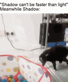 shadow shadow the hedgehog cat