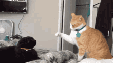 Cat Slap Cat Fight GIF - Cat Slap Cat Cat Fight GIFs
