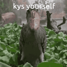 Kys Shoebill Stork GIF - Kys Shoebill Stork Rain GIFs
