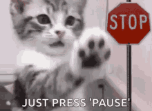 Stop Funny Animal GIF - Stop Funny Animal Cat GIFs