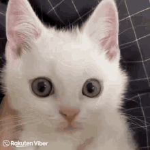 Kitten Grumpy GIF - Kitten Grumpy Cute GIFs
