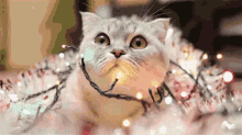 Cat Navidad GIF - Cat Navidad GIFs