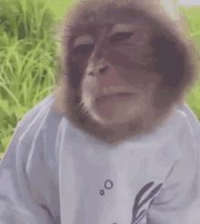 Monkey Irritated GIF - Monkey Irritated Huang4evr GIFs
