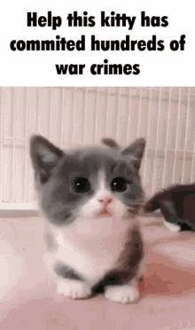Kitty War Crimes GIF - Kitty War Crimes Commited GIFs