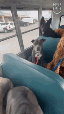Sitting Dogs Happily GIF - Sitting Dogs Happily Dogs On The Bus GIFs